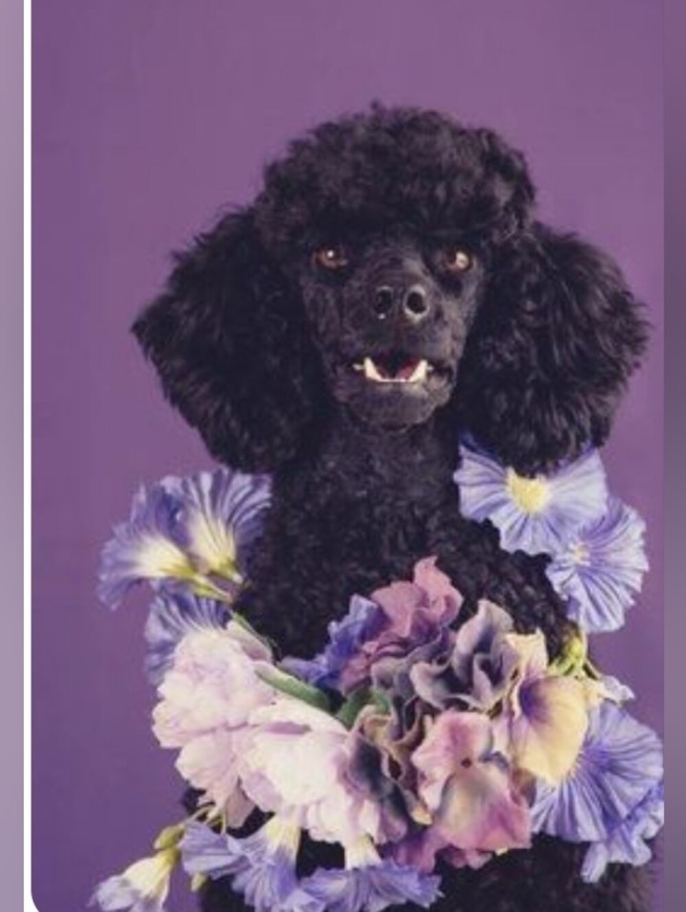 Purple Satin Dog pajamas Jacket with Bow
